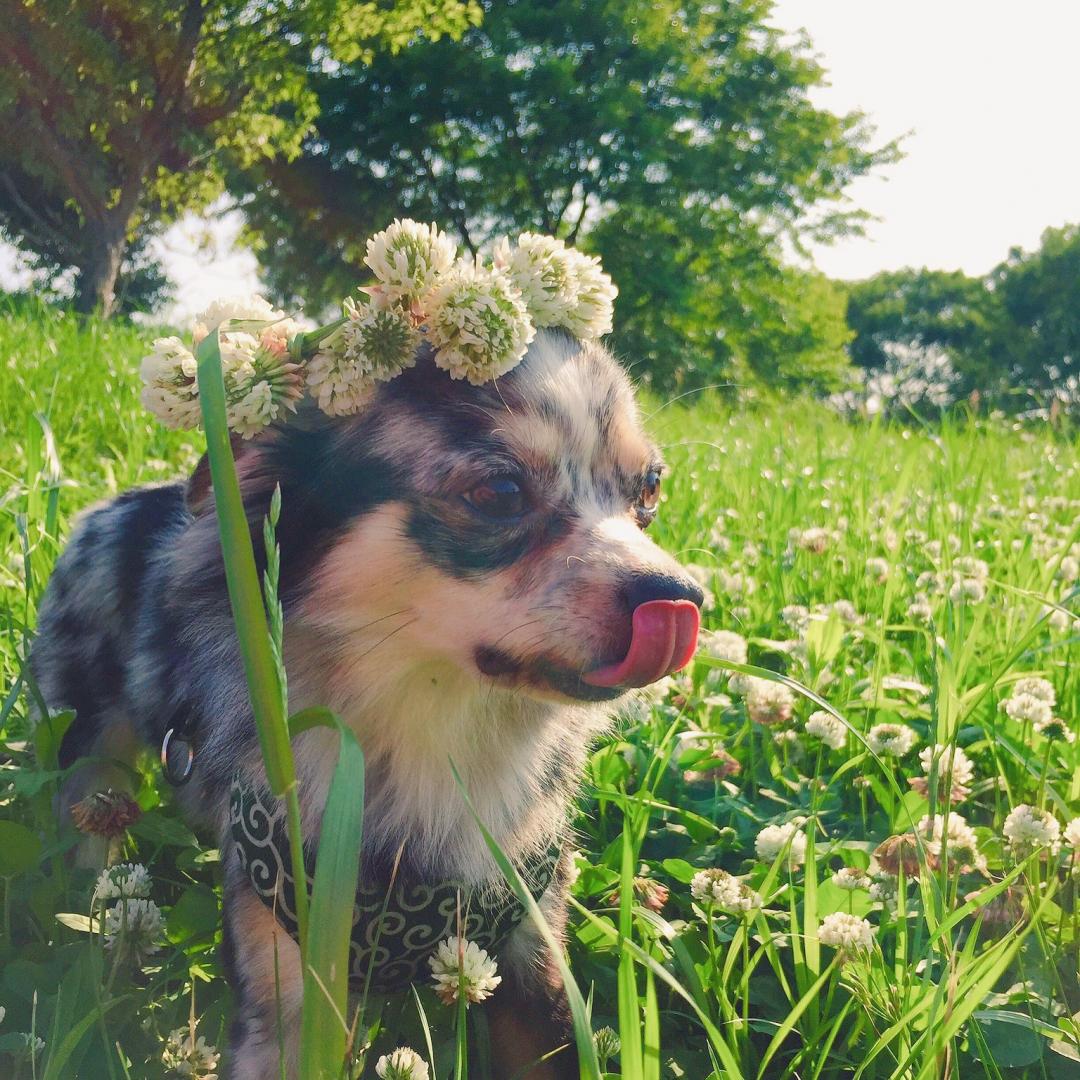 僕このお花の冠似合ってるかな？