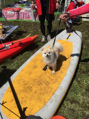 夏だ海だサーフィンだー