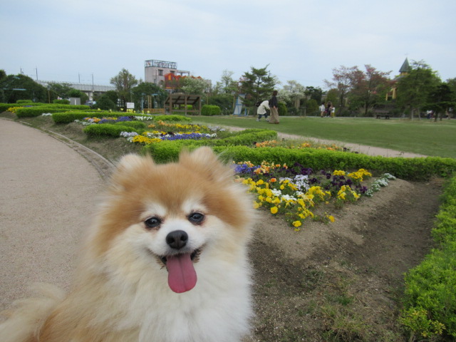 公園へ行って来ました