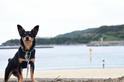 夏だ！海だ！