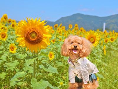 暑くっても楽しいよ