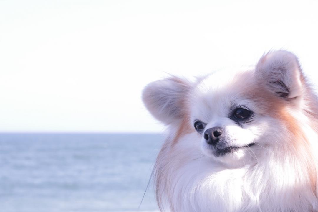 夏はやっぱり 海～♪