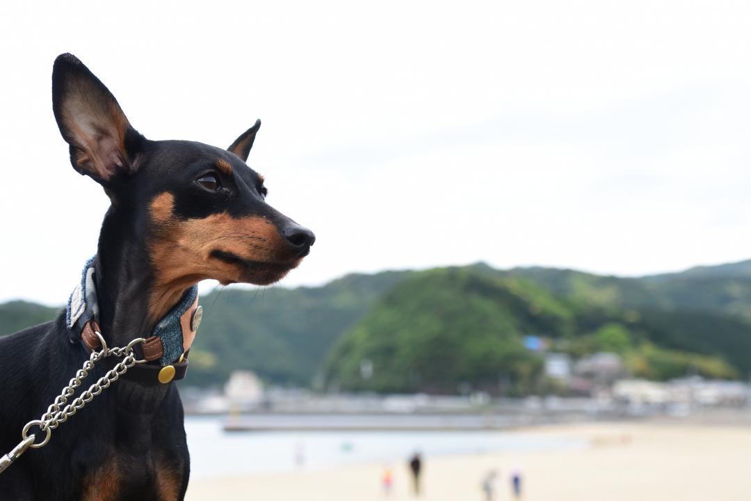 初めての海はちょっぴりお澄まし♪