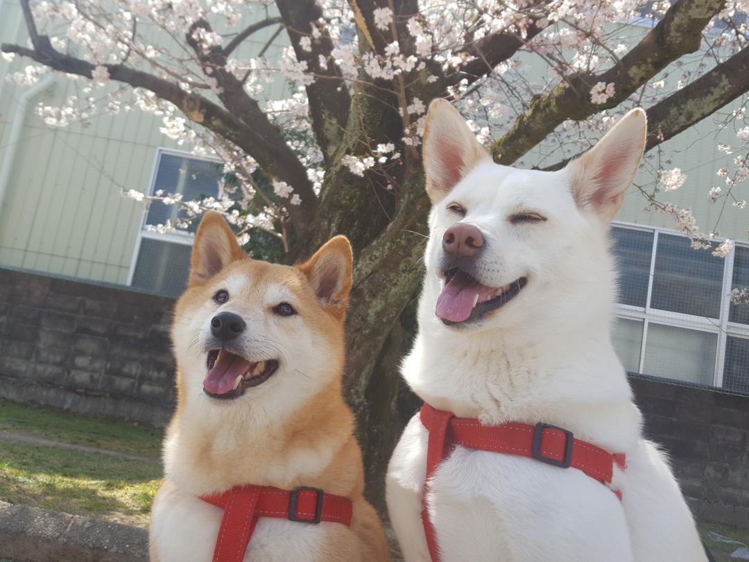 さくら満開🌸