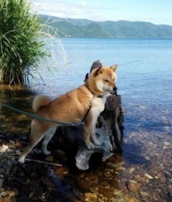 洞爺湖キャンプにて