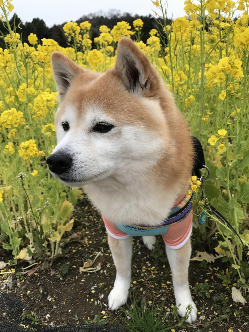 菜の花と愛犬そら