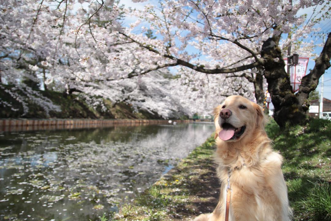 やっと桜見れたよ