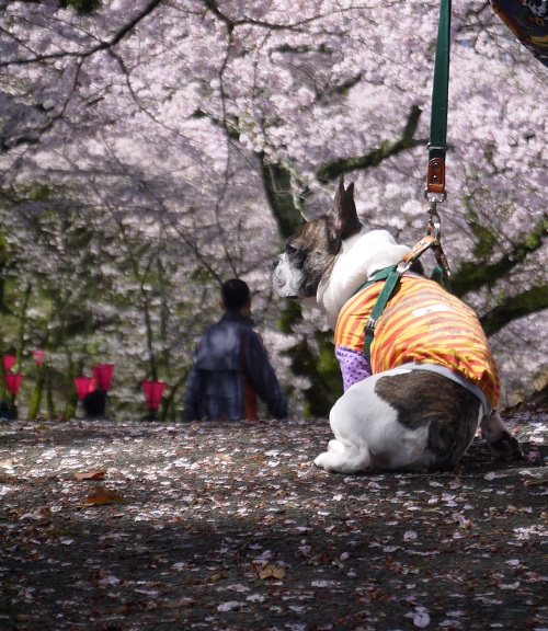 7回目の桜見