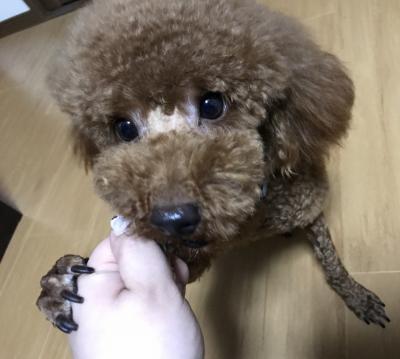 初めてのオヤツ