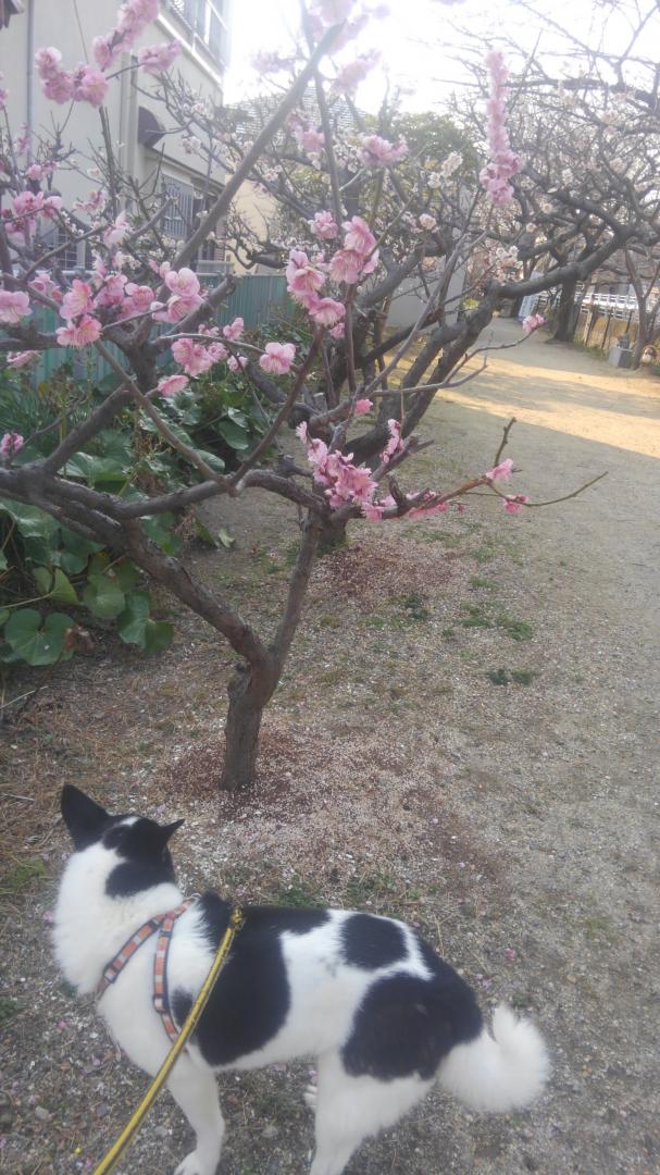 いつもの散歩道