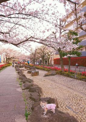 桜色満開･:*:♪