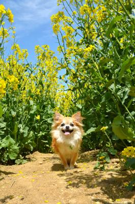 菜の花