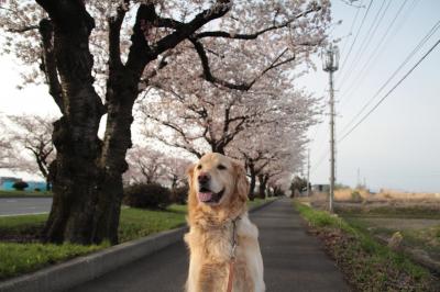 一年に一回の楽しみ