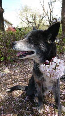 愛犬と花見