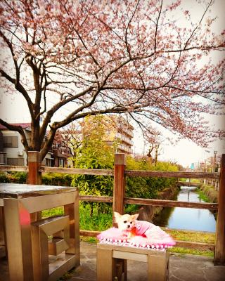 桜色の満開♪