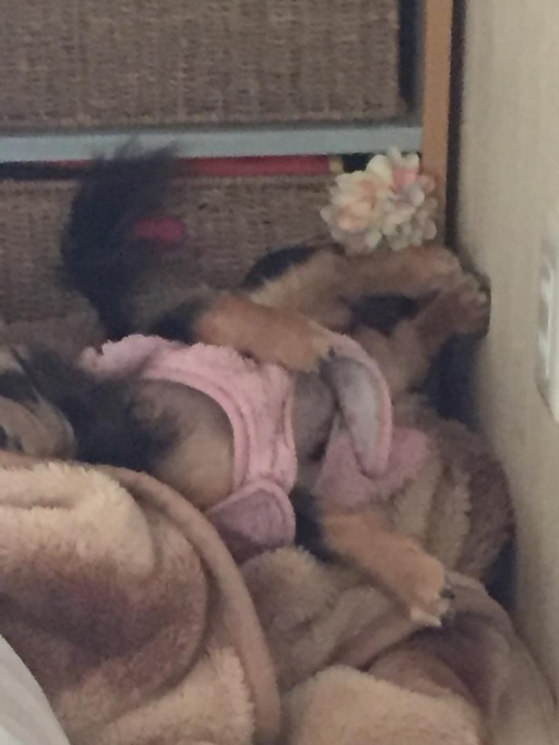 犬じゃない
