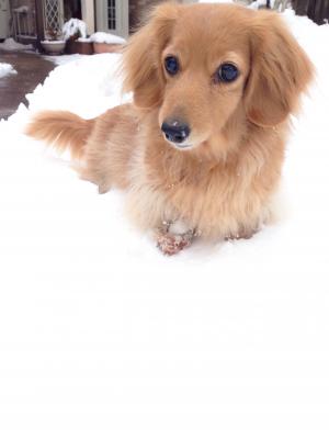 犬は喜び雪遊び