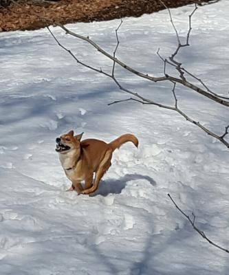 雪大好き！