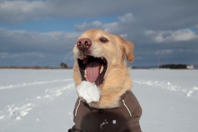 僕にとっては雪もウマウマ