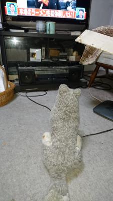 テレビ犬