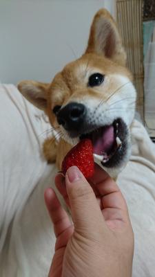苺好き好き