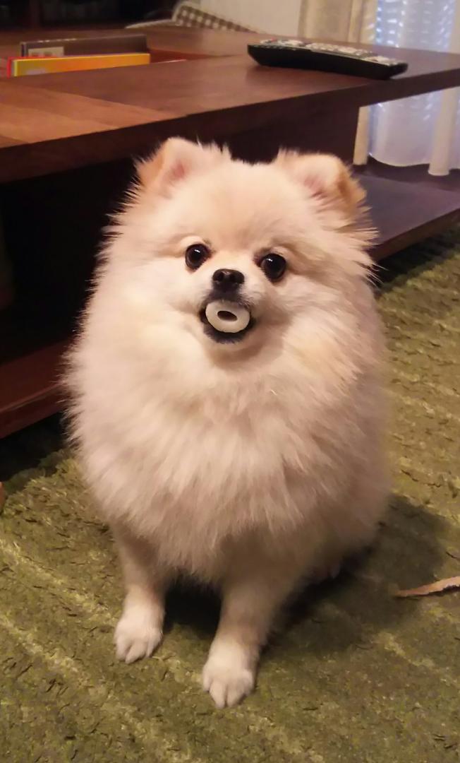 カールおじさん ガッキーさんの投稿写真 犬 愛犬フォトコンテスト イヌトミィ