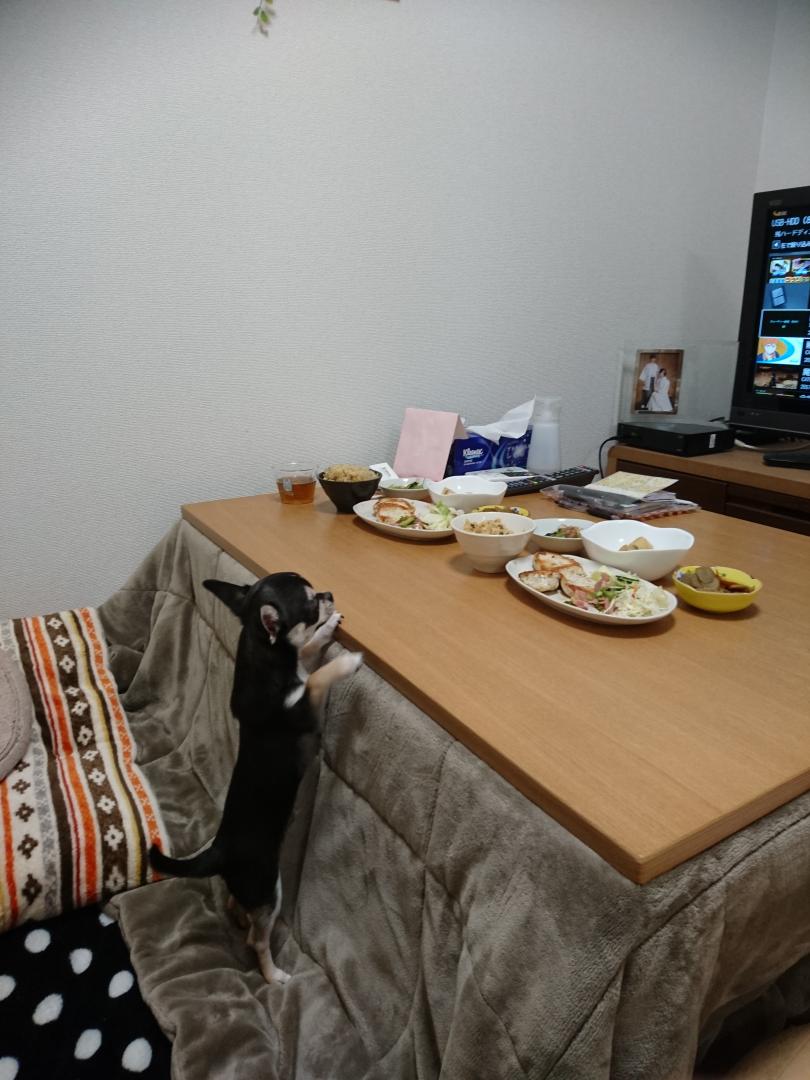 ボクのご飯は〜？
