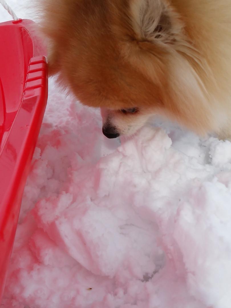 ソリ遊びより雪