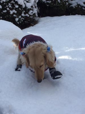 初めての雪