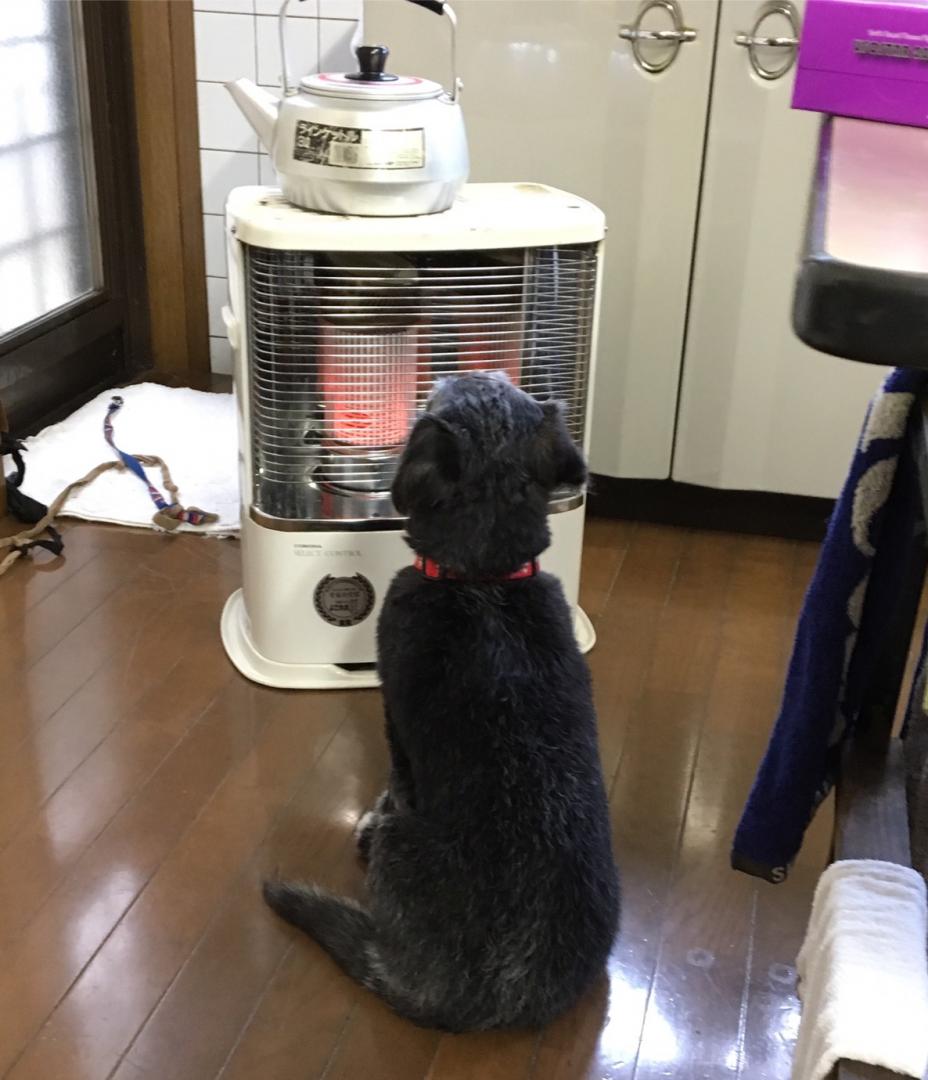 暖を取る犬