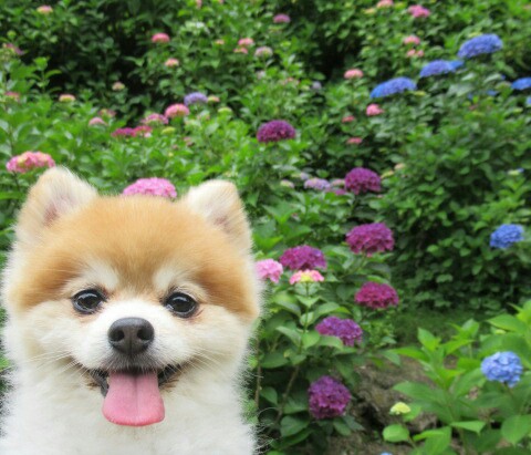 紫陽花とポン