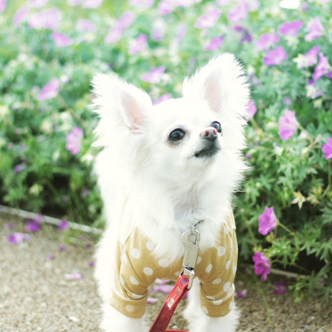 お花の妖精🌸