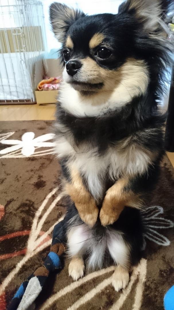 お座りチンチン れふさんの投稿写真 犬 愛犬フォトコンテスト イヌトミィ