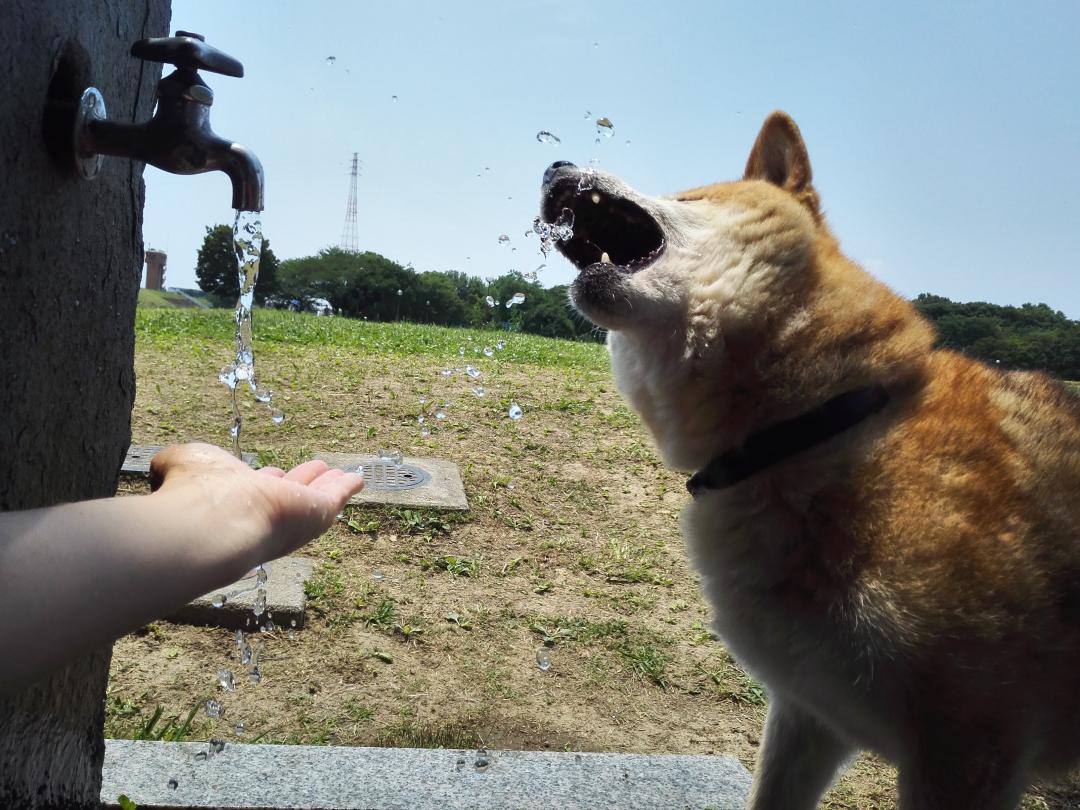 アグレッシブな水の飲み方