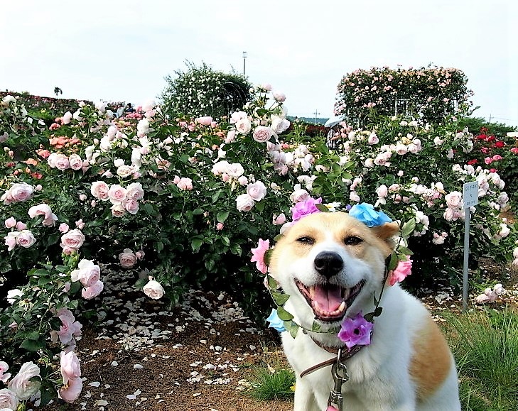 あっ、花冠ずれちゃった～♪