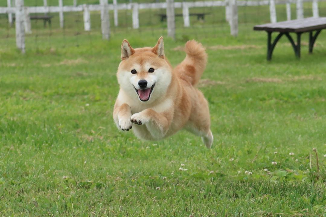 飛行犬(^^♪