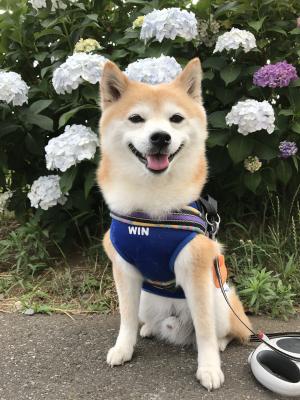 柴犬と紫陽花