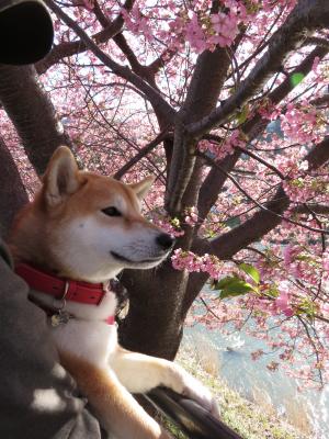 河津桜と柴犬