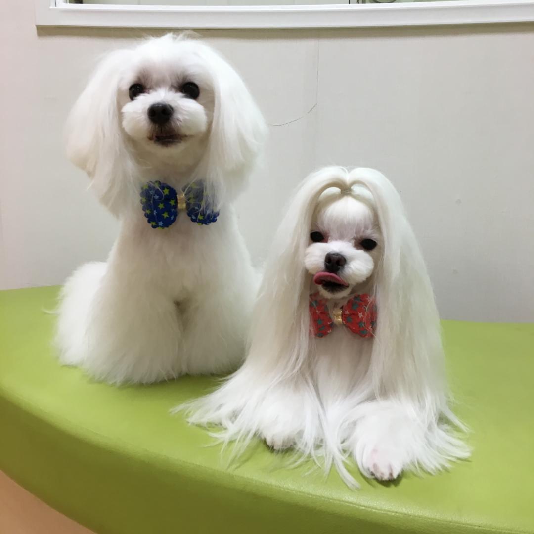 トリミング終わったよー(o^^o)♪
