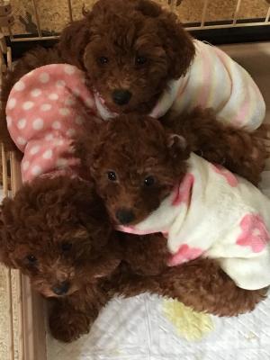 仲良し🐶🐾