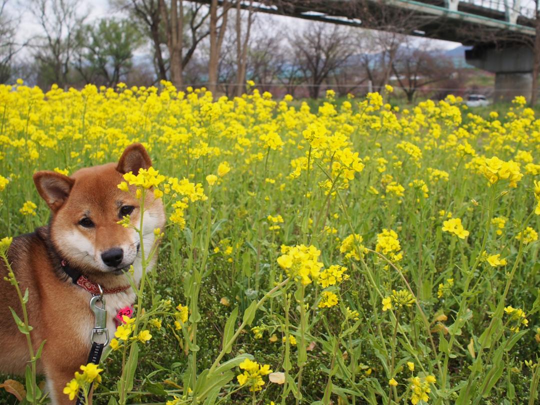 菜の花畑で