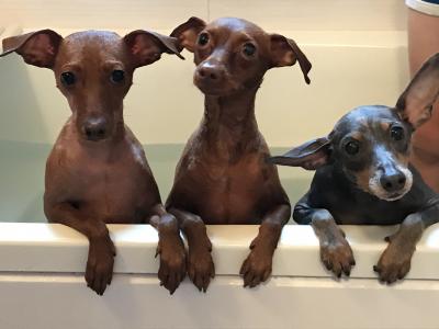 愛犬三匹のご入浴🍀