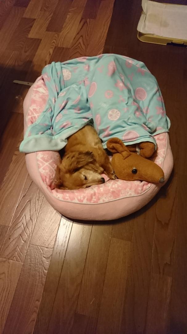 一緒にねんね