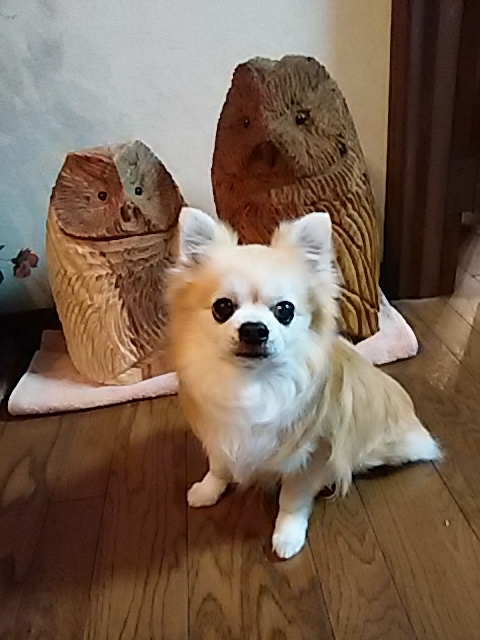 鉄とフクロウ