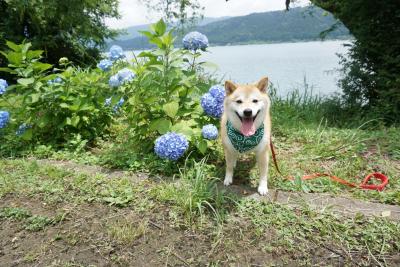 余呉湖のアジサイ公園です。