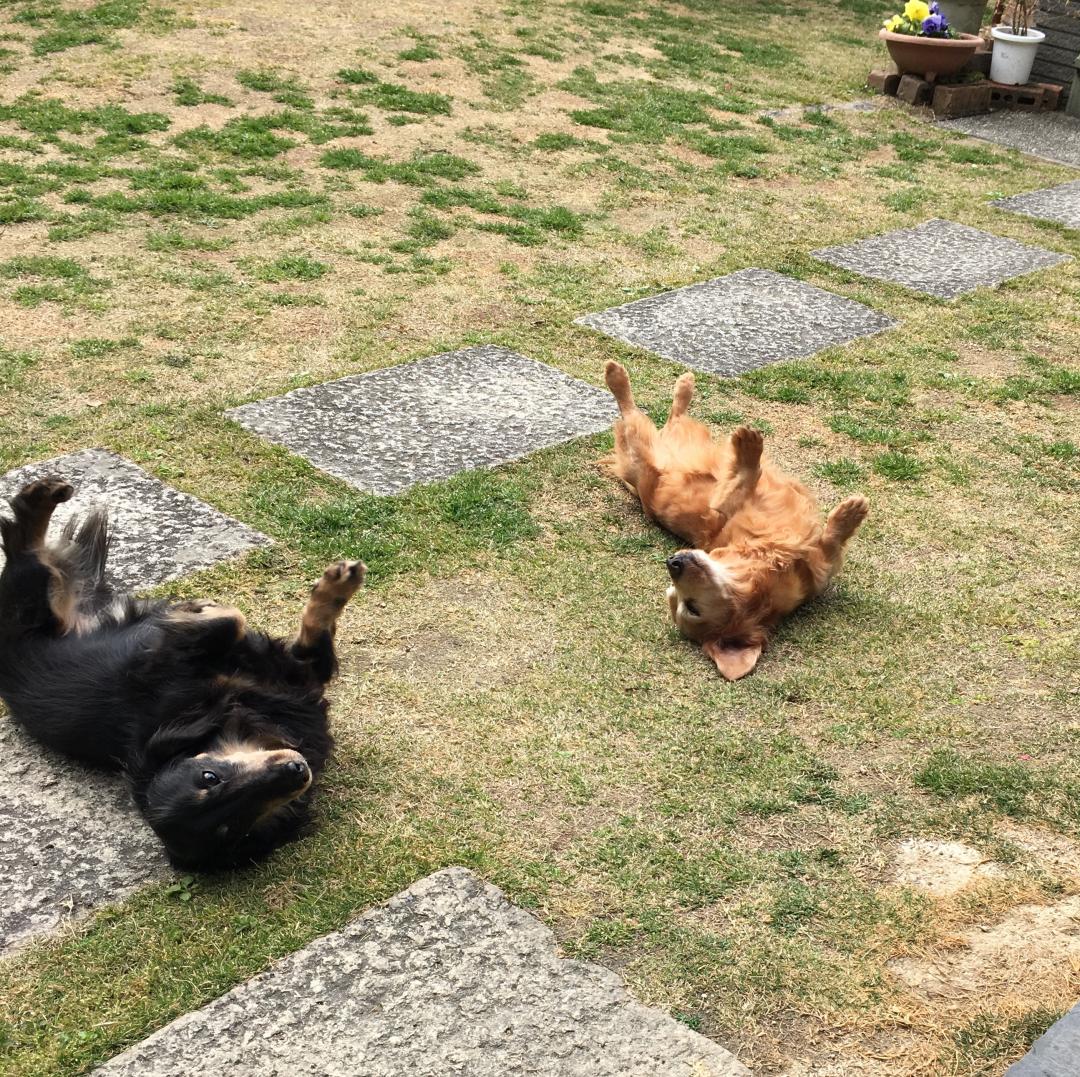 一緒にゴロ～ン