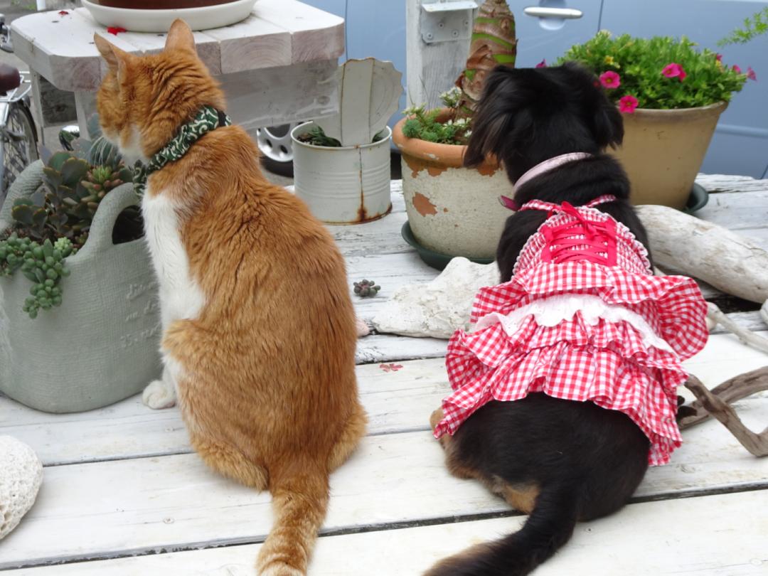 おじいちゃん猫と孫犬