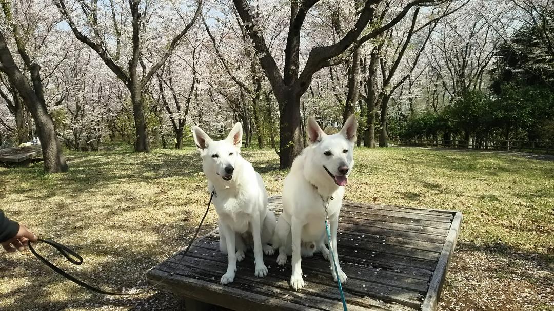 お花見