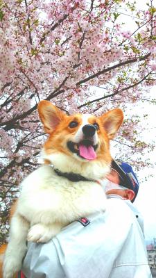 桜道での抱っこが好き。