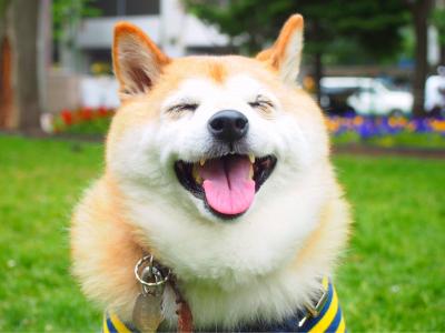 愛犬の笑顔